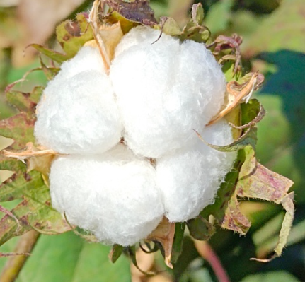 棉花需要放到冷庫存儲(chǔ)嗎？_上海開冉制冷