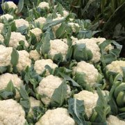 花菜冷庫(kù)設(shè)計(jì)安裝費(fèi)用大概需要多少錢？