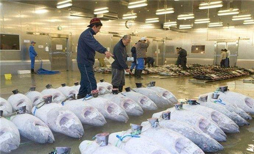 2000噸魚(yú)類(lèi)冷庫(kù)