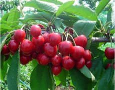 大櫻桃、獼猴桃在氣調(diào)保鮮庫能保存多久？