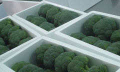 200噸西蘭花保鮮庫建造，西蘭花冷庫存儲多久